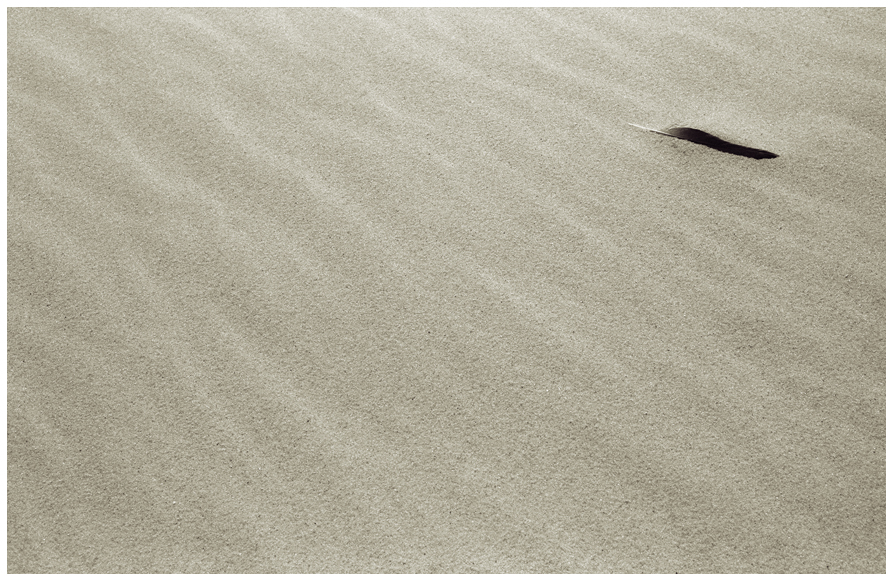 Feder im Sandwatt