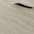 Feder im Sand
